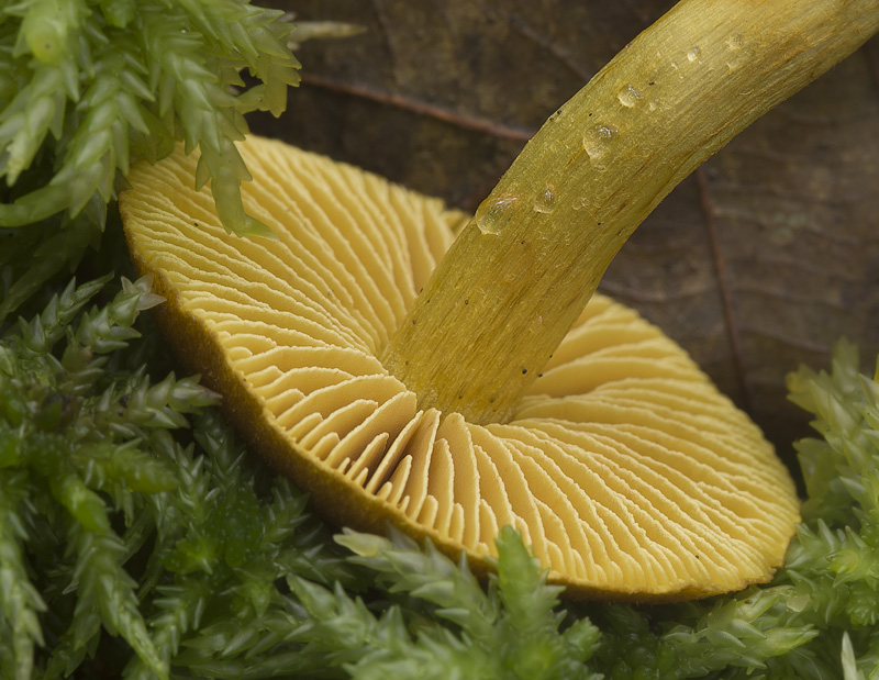 Cortinarius bataillei